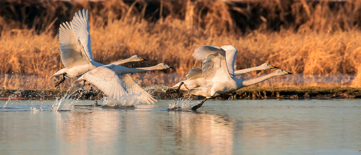 Ad ali spiegate, il sogno di Icaro.